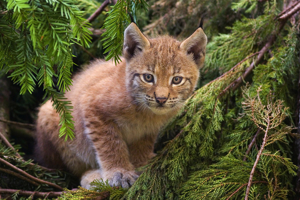 Sembra un grande gatto ma è un abile predatore: è vero che la lince è tornata nei nostri boschi?